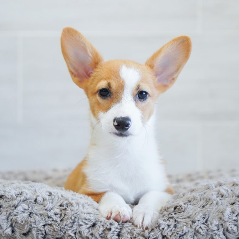 Nova Pembroke Welsh Corgi