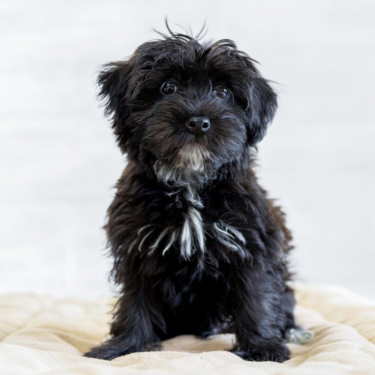 Jack Yorkichon