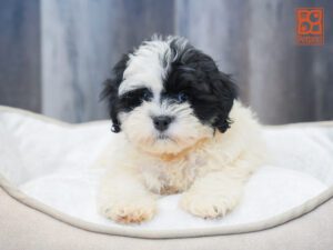 Speedy ShihPoo