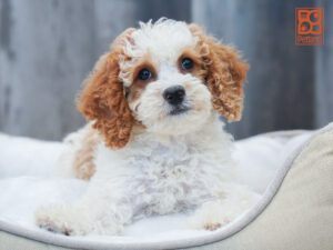 Mulan Mini Bernadoodle 2nd Gen