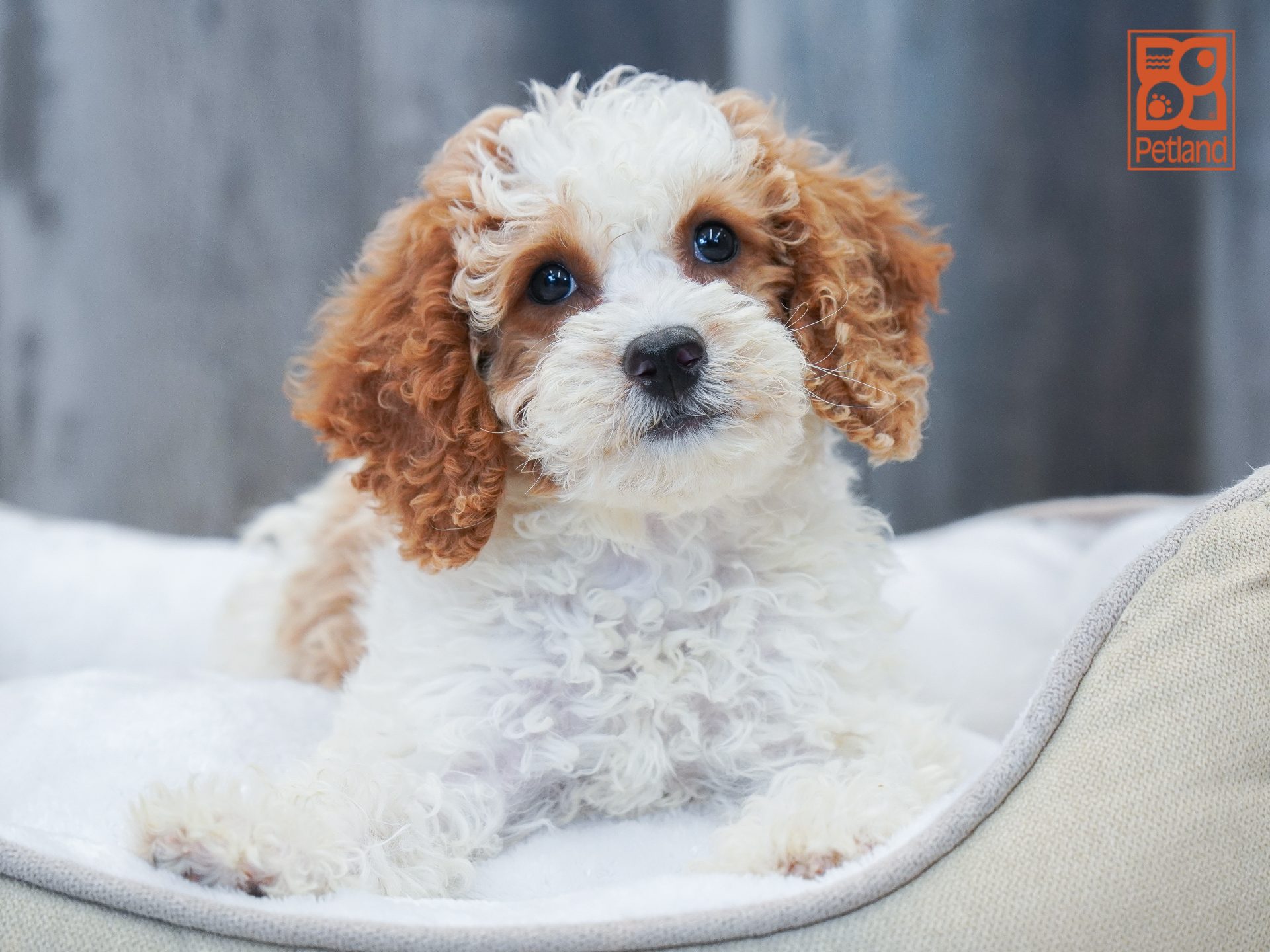 Mini Bernadoodle 2nd Gen Image #1