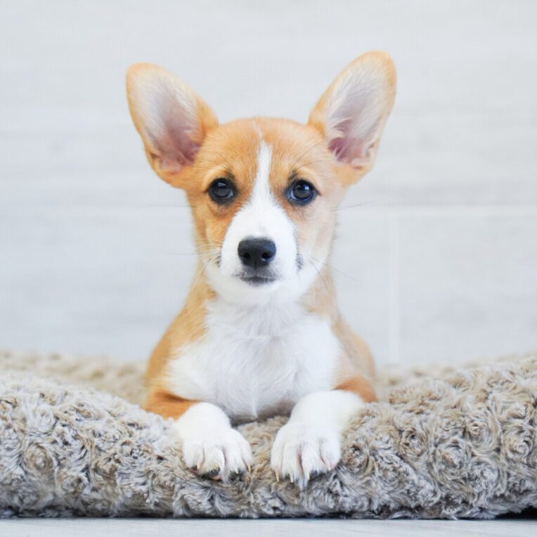 Mystery Pembroke Welsh Corgi
