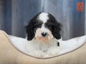 Cosmo Bichapoo
