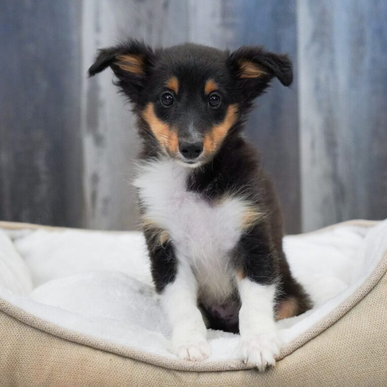 Earth Shetland Sheepdog