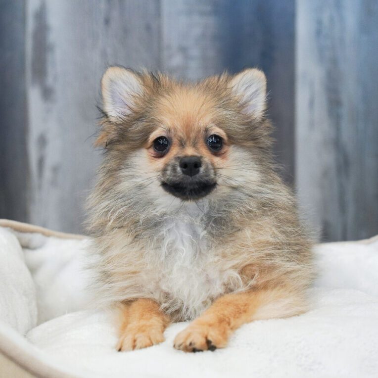 Mystic Pomeranian