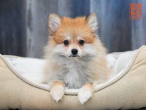 Blaze Pomeranian