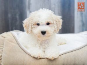 Beech Bichapoo