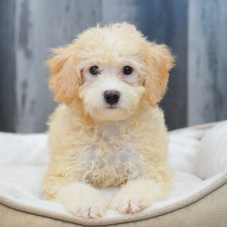 Plume Bichapoo