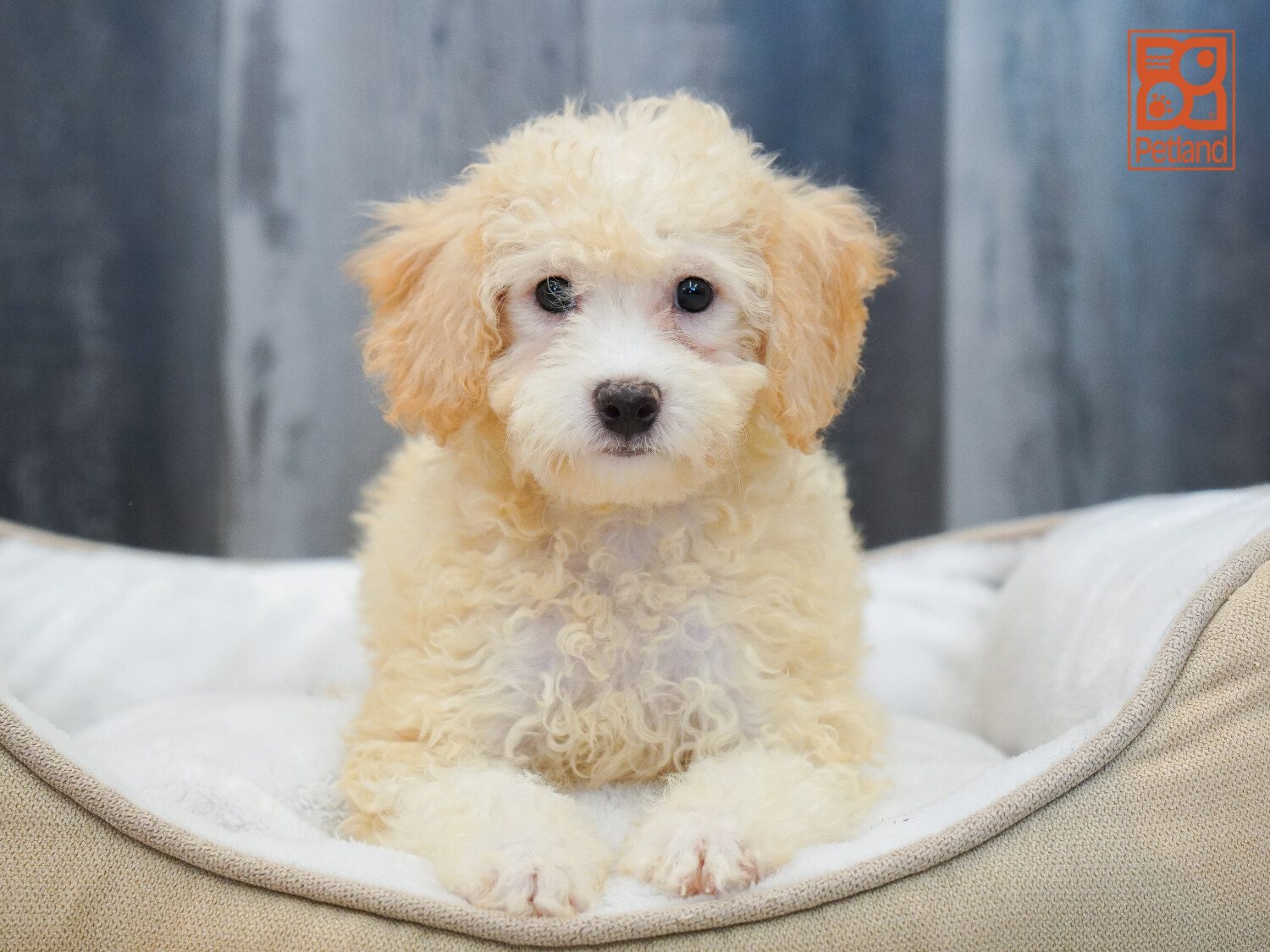 Bichapoo Image #1