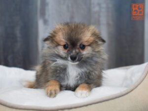 Mimic Pomeranian