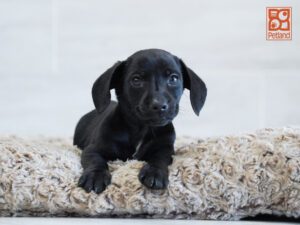 Phoenix Dachshund