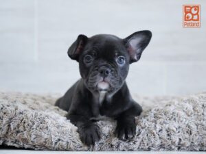 Zion French Bulldog