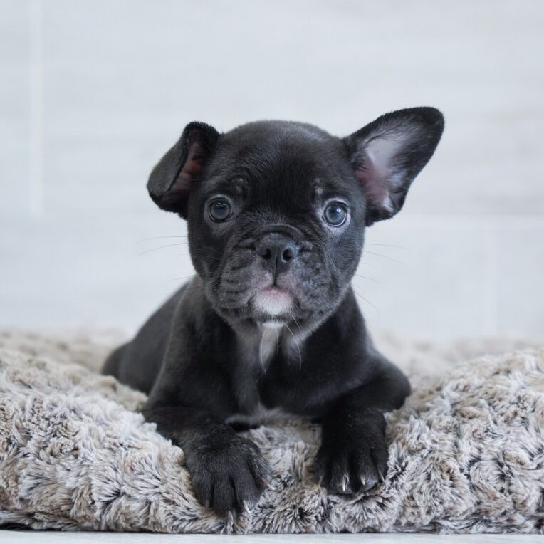 Zion French Bulldog