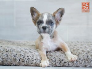 Xena French Bulldog