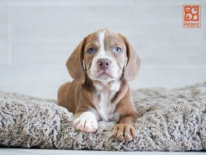 Ranger Beabull