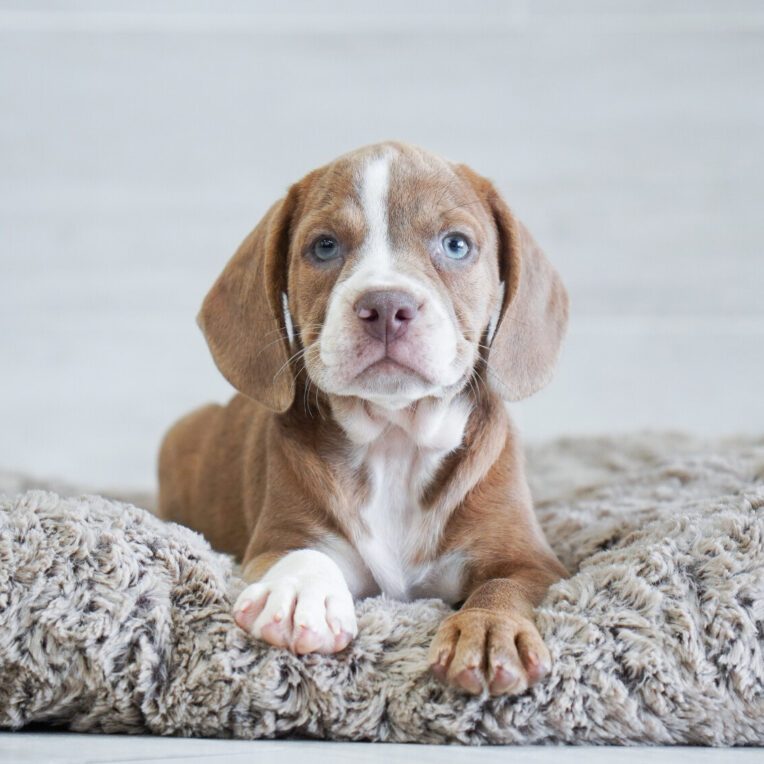 Ranger Beabull