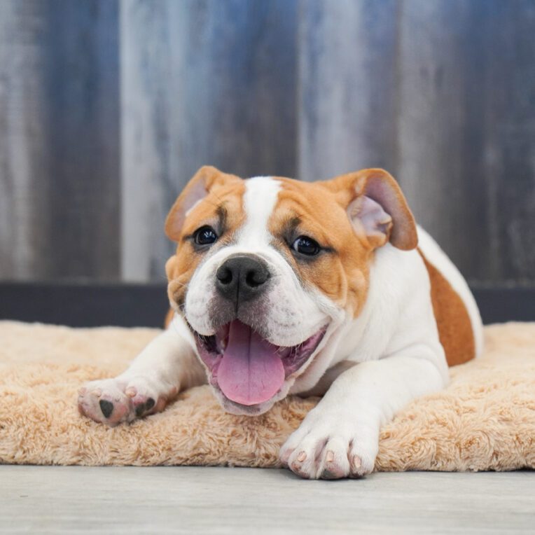 Gretchin Victorian Bulldog