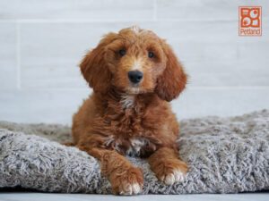 Chance Goldendoodle