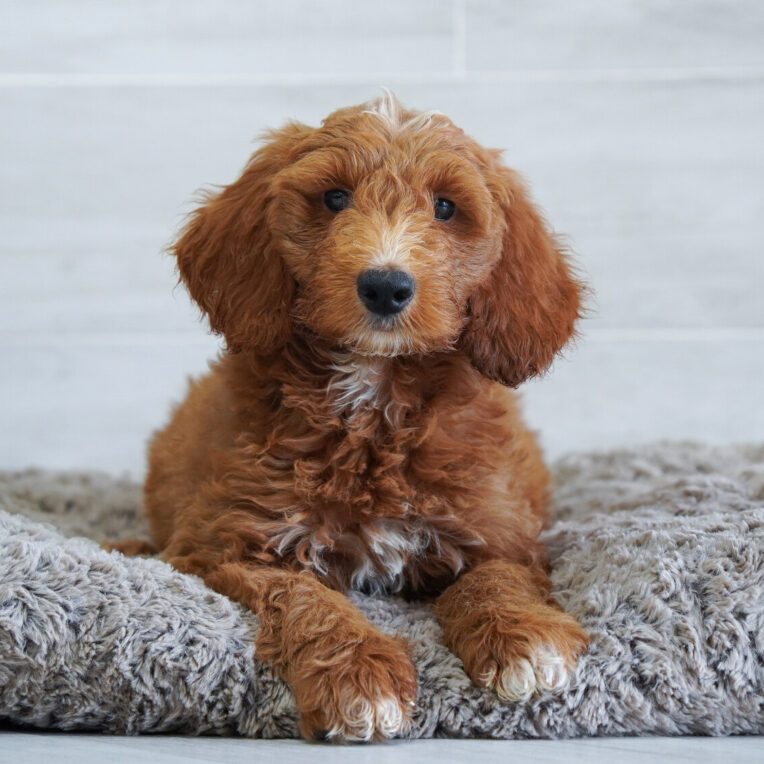 Chance Goldendoodle