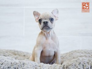 Dream French Bulldog