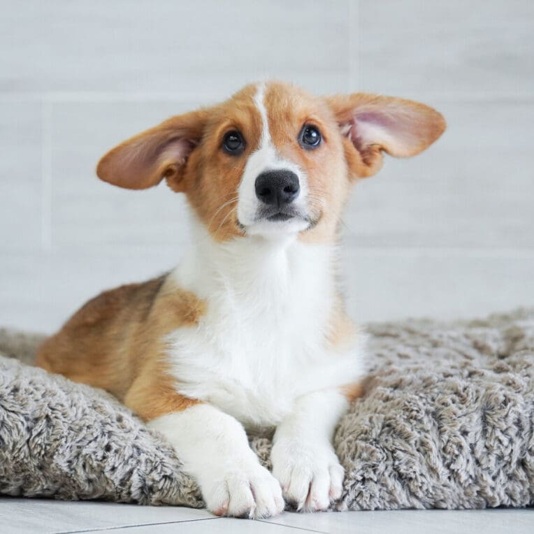 Duke Pembroke Welsh Corgi