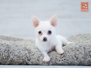 Ghost Chihuahua
