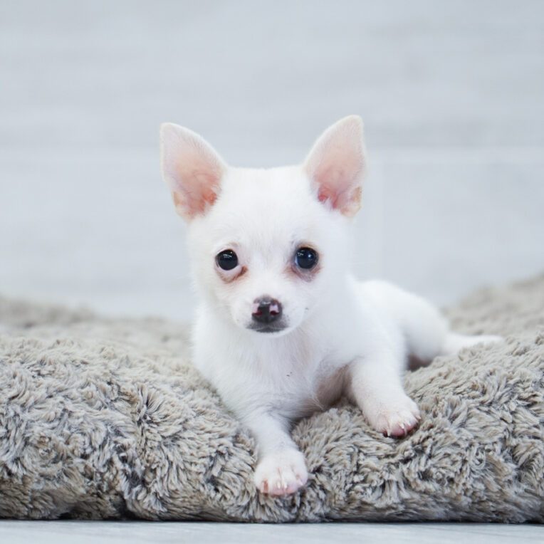 Ghost Chihuahua