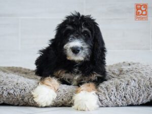 Kobe Bernadoodle