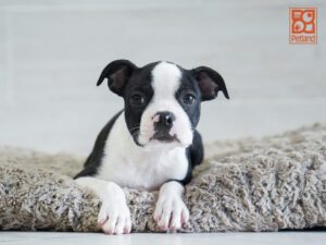 Loki Boston Terrier
