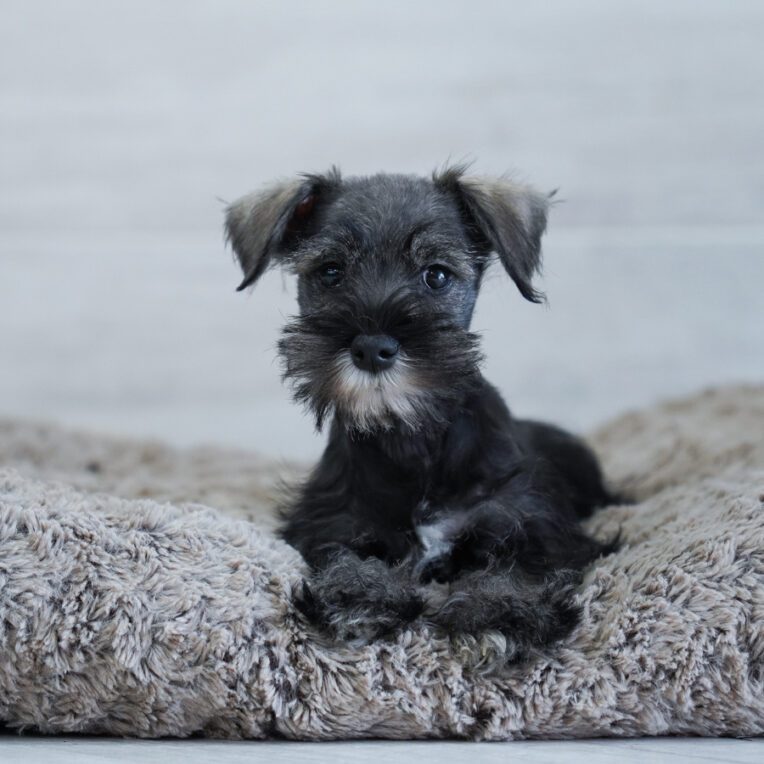 Peanut Miniature Schnauzer