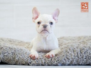 River French Bulldog