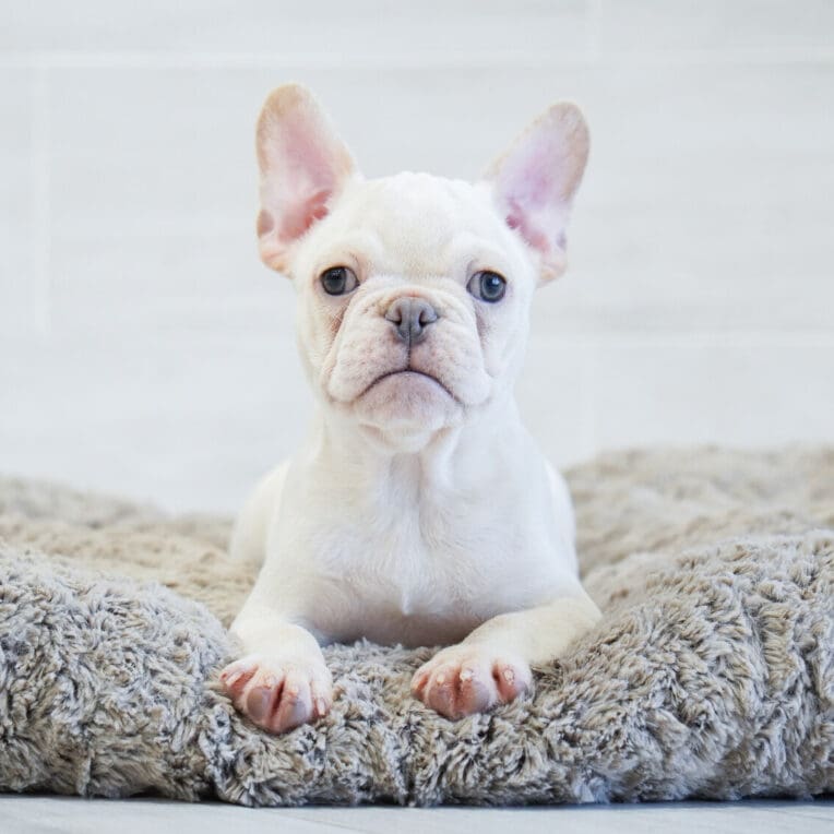 River French Bulldog