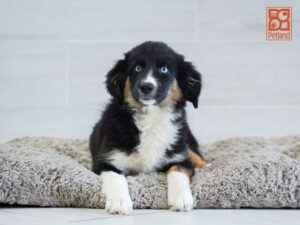 Daisy Australian Shepherd