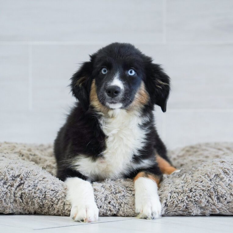 Daisy Australian Shepherd