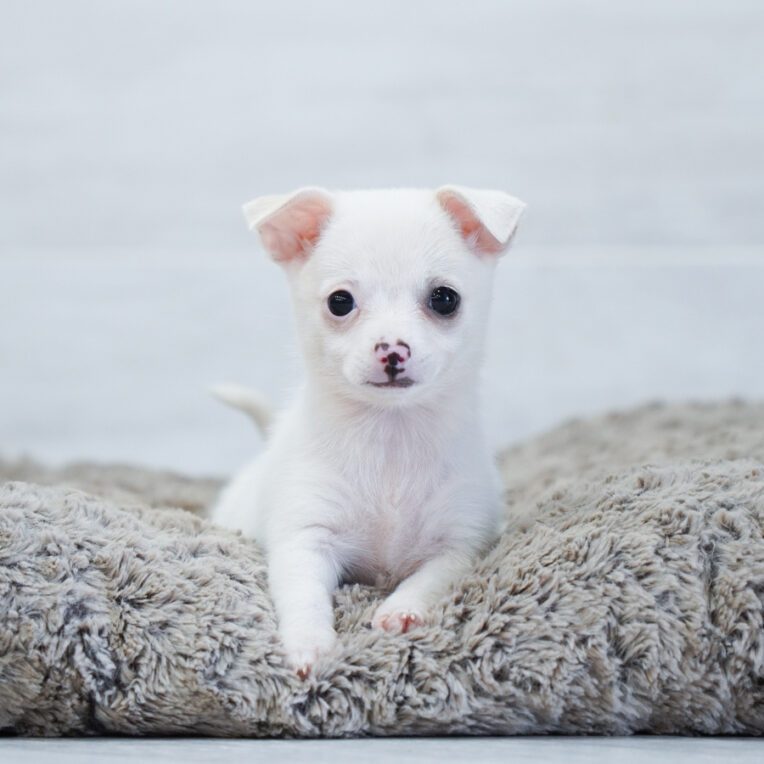 Xena-Rose Chihuahua