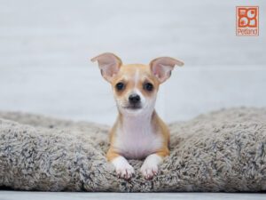 Razor Chihuahua