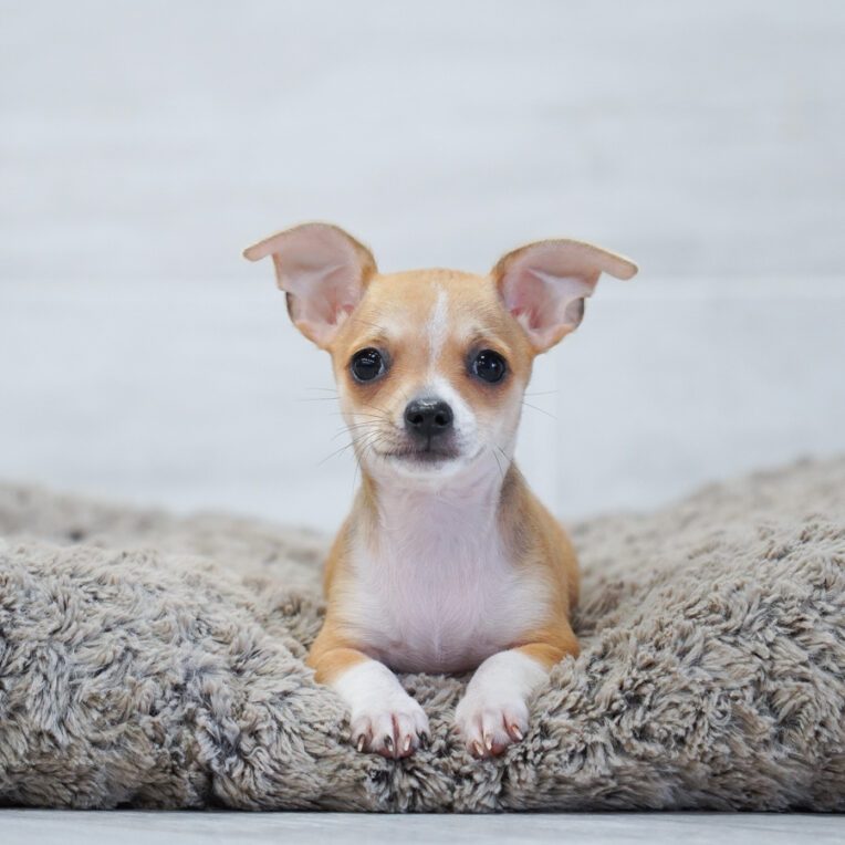 Razor Chihuahua