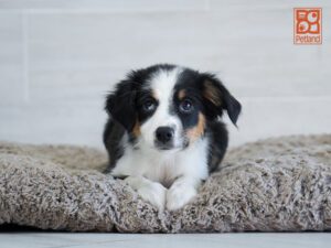 Snowdrop Australian Shepherd