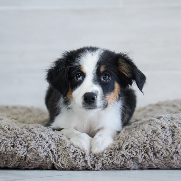 Snowdrop Australian Shepherd