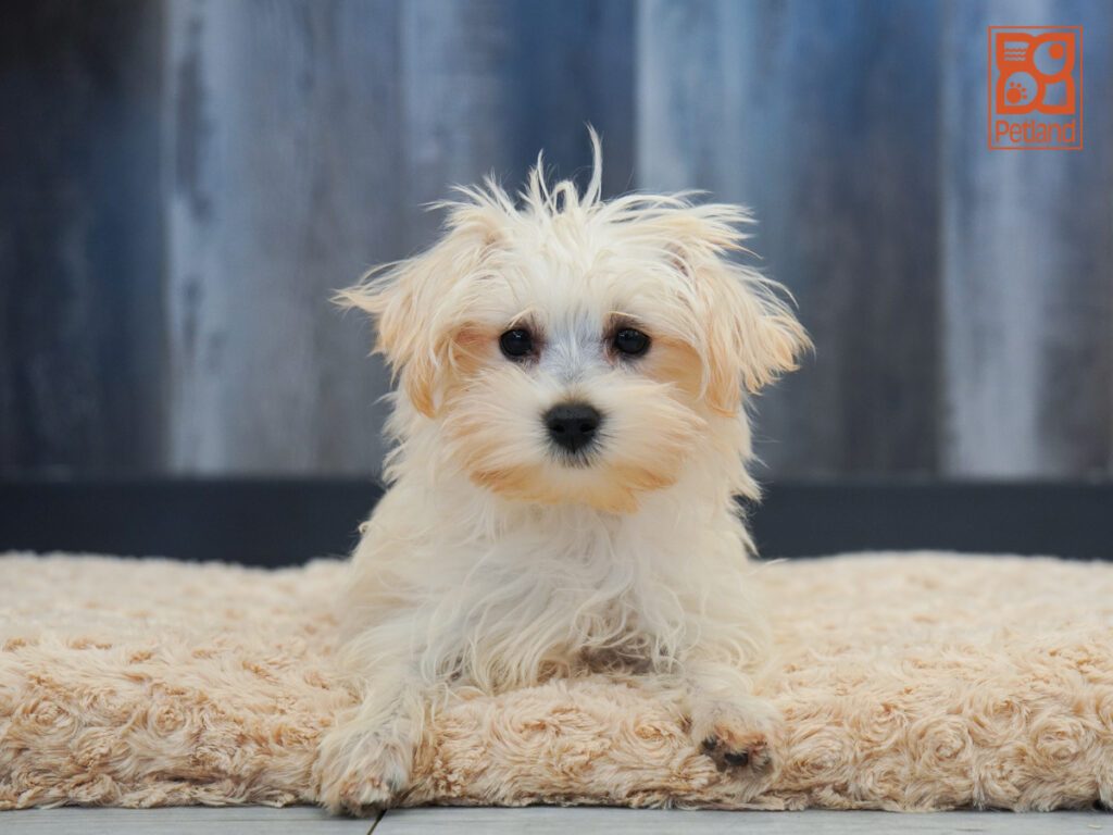 Maltipoo Image #1