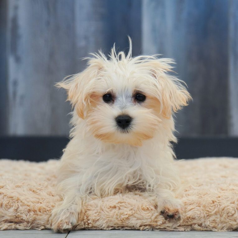 Thistle Maltipoo