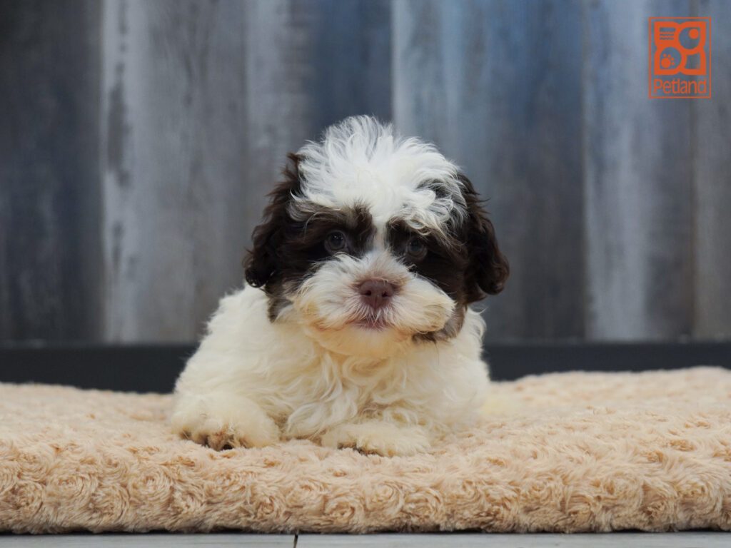 Havanese Image #1