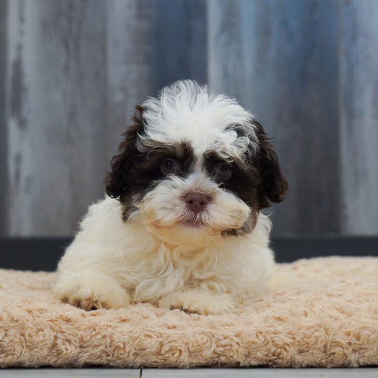 Vale Havanese