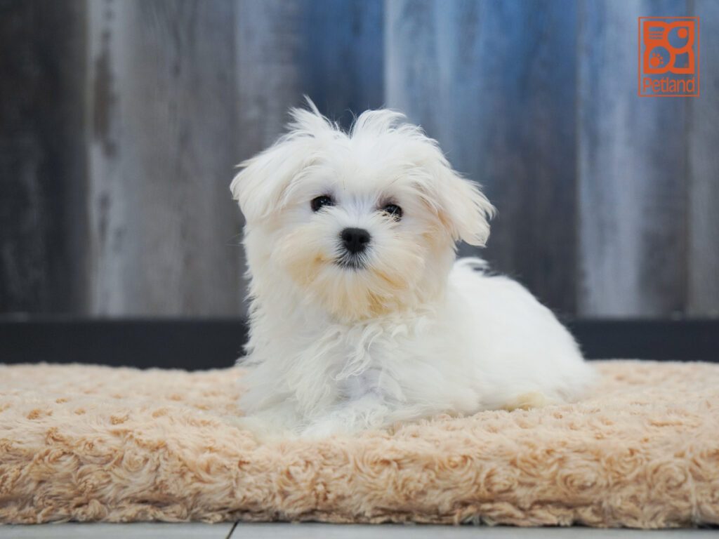 Maltese Image #1