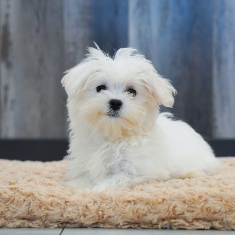 Galaxy Maltese