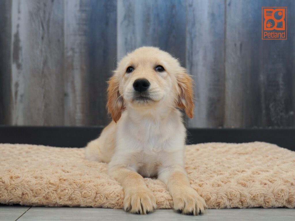Golden Retriever Image #1