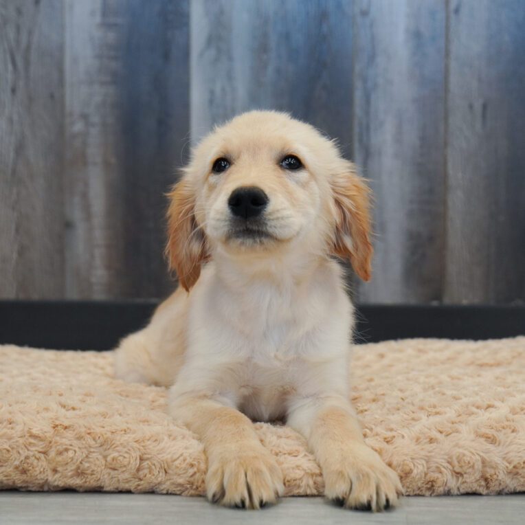 Tempo Golden Retriever
