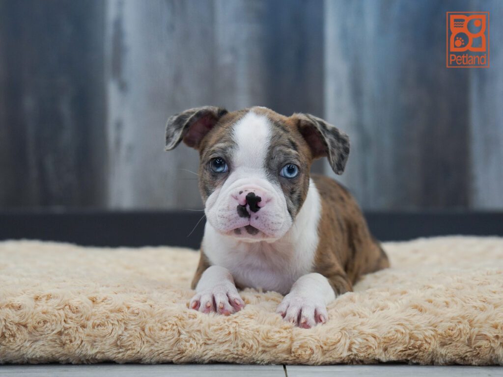 Boston Terrier Image #1