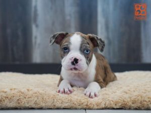 Cumin Boston Terrier