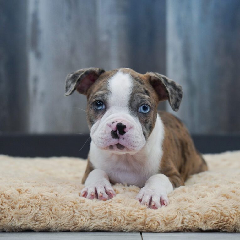 Cumin Boston Terrier